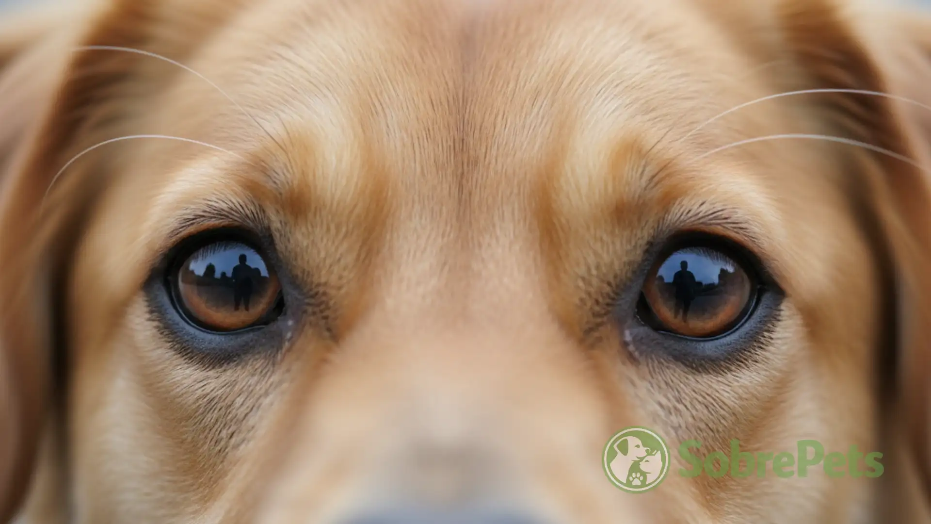 Como os Cachorros Enxergam os Humanos: